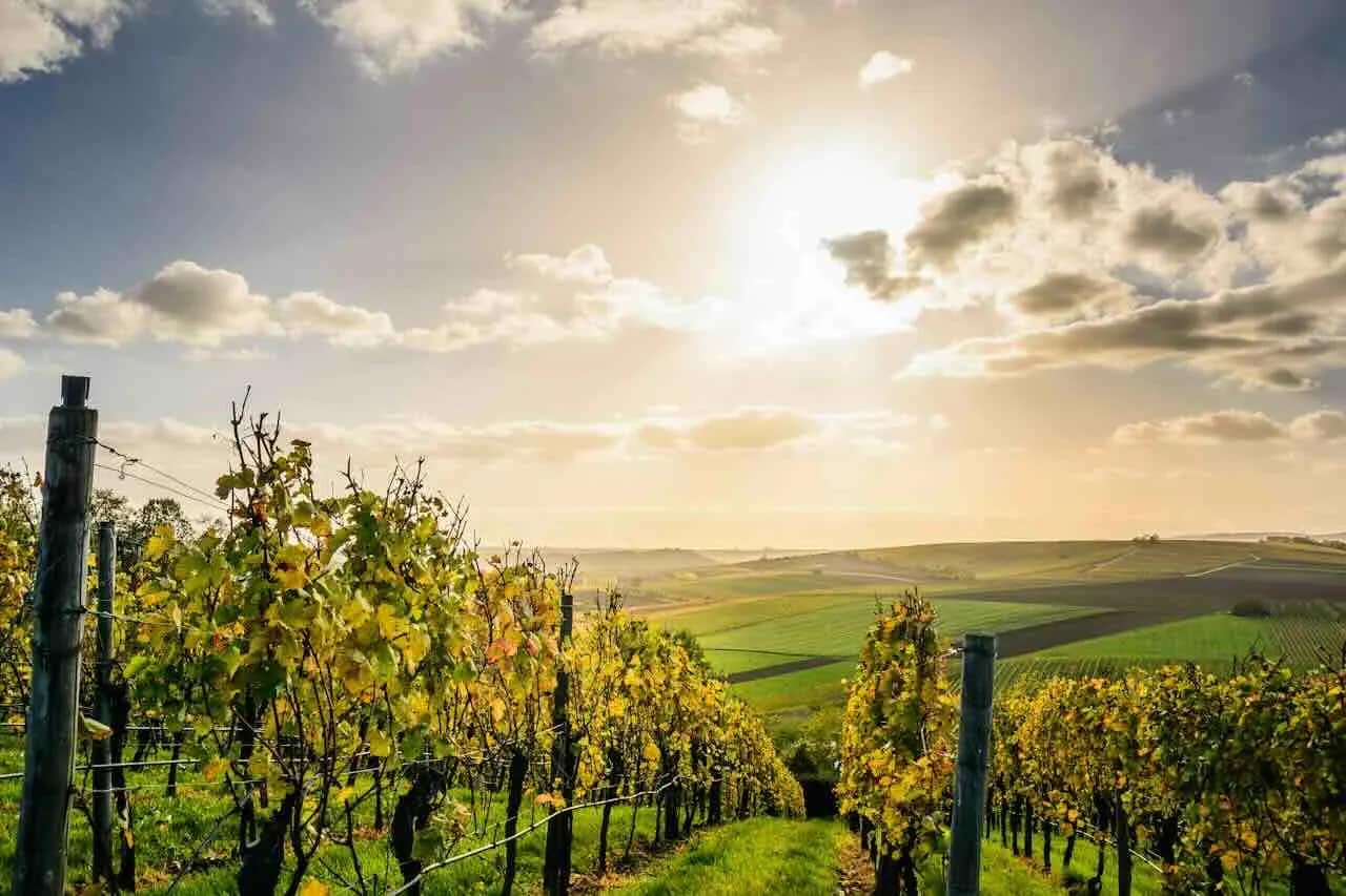 Amarone: Italiens eksklusive vinskat